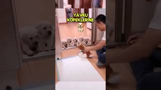 Oyuncak Köpekle Muhteşem Bir Eğitim Bulan Adam 🐶 [upl. by Nevah]