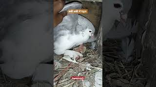 Shiraji pigeon baby 🥰 pet pigeon pigeonslovers pigeonloft viralshorts viralshort viralvideo [upl. by Olag]