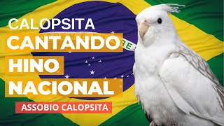 Calopsita Cantando Hino Nacional  ASSOBIO CALOPSITA [upl. by Kline524]