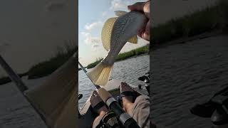 Atlantic Croaker shows how loud it can croak [upl. by Head]