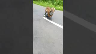 Tiger attack 2 wheelers in wayanad [upl. by Akinwahs]