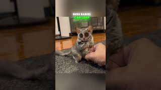 Cute Bush Baby Fluff Ball Bounces And Climbs All Over The House [upl. by Fanny872]