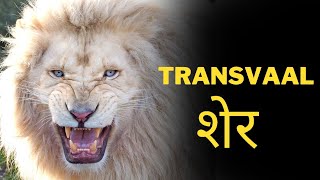 Interesting facts about Transvaal lion 🦁  Animal kingdom [upl. by Radborne565]