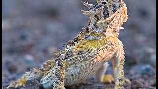 Horned Lizards  Phrynosoma [upl. by Else262]