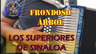 Frondoso arbol  Los Superiores de Sinaloa TUTORIAL en Acordeon de SOL [upl. by Patterson802]