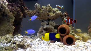 Bicolor Angelfish maroon clownfish and damsel fish [upl. by Tse]