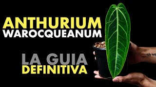 🌱 Guia sencilla para cuidar un Anthurium warocqueanum sin complicaciones [upl. by Merrielle]