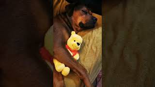 Dog loves his Winnie The Pooh bear 💛❤️🐻 dogsofyoutube winniethepooh dogs cuddles softtoys [upl. by Zetrauq]