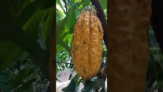 Buah kakao  Kopi Coklat  Cocoa pods  chocolate coffe shorts shortvideo [upl. by Ycrem58]