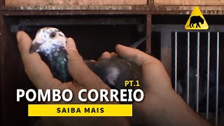 Pombo Correio  Parte 1 [upl. by Indnahc877]