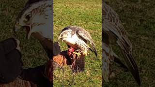 GyrSaker Falcon Feeding [upl. by Doggett]