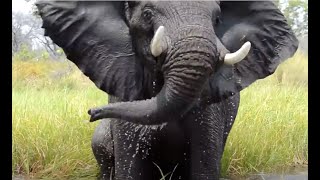 Angry and Loud Elephant on the water  Okavango Botswana [upl. by Wawro]