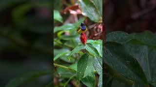 Olivebacked Sunbird 黄腹花蜜鸟 Vol 02  JEG birds sonysingapore nature [upl. by Ahsenac]