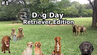 Dog day 1 Retrievers [upl. by Iris476]