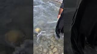 Clear Water Fishing Challenge  No Catch but Perfect TimingFishing shortsshorts [upl. by Elehcim]