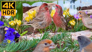 Cat TV for Cats to Watch 😺 Playful Garden Birds Squirrels and Vibrant Flowers 🐦 8 Hours4K HDR [upl. by Idnem]