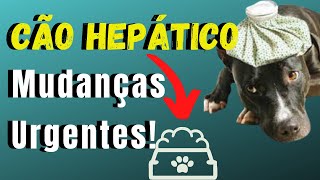 Alimentação do Cachorro Hepático Alterações Importantes e Necessárias [upl. by Ahsilef]