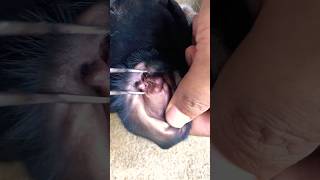 Removal ticks from ear doganimals poordog doglover saddogs [upl. by Aremihc]