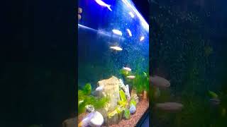 Neon Tetra Rheizel shorts fish aquarium animals [upl. by Ameerak235]