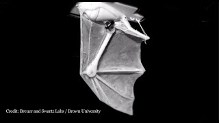 Meet Robat Brown Universitys Robotic Bat Wing [upl. by Lelah]