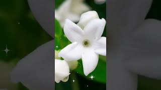 A guide to Madagascar jasmine [upl. by Kyriako]