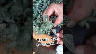 Plant for terrarium fittonia trendingshorts [upl. by Cost]