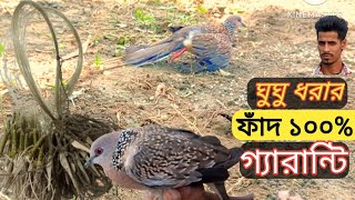 Doveঘুঘু ধরা ফান।pakai sikarঘুঘু ধরার সহজ ফাঁদ।ঘুঘু ধরা ফান বানানো gogor fanঘুঘু ধরার সহজ পদ্ধতি। [upl. by Kemeny]