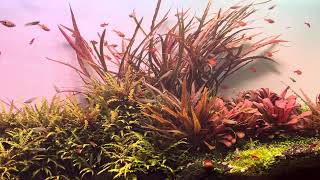 cryptocoryne tiger spiralis [upl. by Etram]