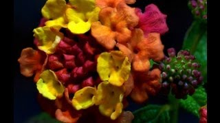 Lantana timelapse [upl. by Inalawi]