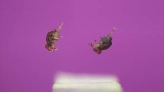 Color Slow Motion Globular Springtail Jumps [upl. by Foscalina]