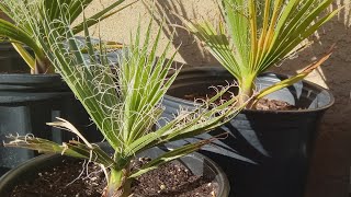 Washingtonia Filifera Update California fan palm End of 2023 update [upl. by Om]