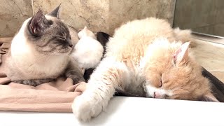 Daddy Cat and his Baby Kitten Funny Moments Mochas Days [upl. by Rani656]