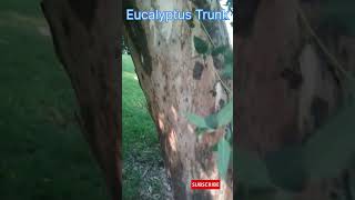 नीलगिरी के पेड़  Eucalyptus trees sanjaylake gardening nature viral shorts GreenEarthGarden [upl. by Ynnavoig]