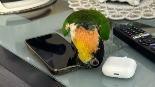 PIPOampPICO🦜💚 este live [upl. by Nawoj669]