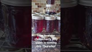 Chokecherry Jelly Making Preview 🍒  HowTo Video Coming This Thursday [upl. by Edvard11]