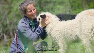 Petits frugaux et duveteux  ce sont les moutons nez noir du Valais [upl. by Rutherford716]