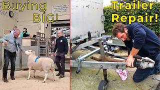 Repairing Trailer Hitch Spending it amp Buying BIG farming sheep [upl. by Maxi860]