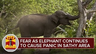 People Fear as Elephant Continues to Cause Panic in Sathyamangalam Area [upl. by Refinnej168]