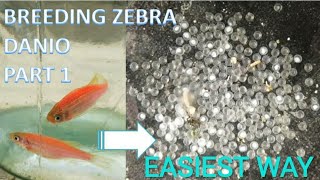 How to Breed ZEBRA DANIO fish  Part 1  FISH BREEDING  ZEBRA DANIO  ZEBRA FISH [upl. by Nylirehs261]