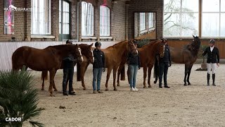 Cador 2005 by Catoki x Landor S  Sosath Stallion Show 2023 [upl. by Crystal]