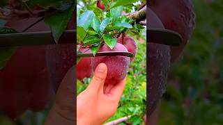 Apple apple appletree shortvideo ytshortsvideo comparison bannana [upl. by Ielhsa]