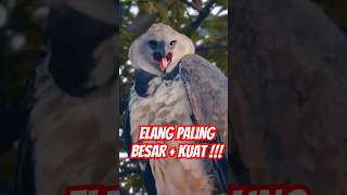 KAMU TAU INI DIA ELANG PALING BESAR DAN TERKUAT burung elang langka viral fyp shorts [upl. by Vig]