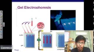 Agarose Gel Electrophoresis of DNA fragments amplified using PCR [upl. by Yenettirb51]