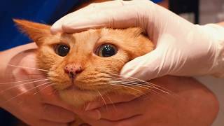 How to clean a cats eyes [upl. by Enneyehc]