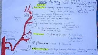 Facial Artery anatomy anatomy mbbs dentist [upl. by Evy529]