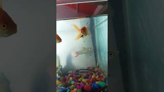 aquarium appa funny appapan comedy pets aquariumfish fishlover colourfish [upl. by Lehctim]