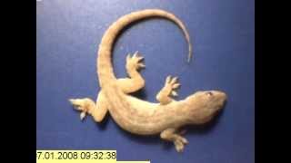 Time lapse  whole gecko eaten by ants in just a few hours [upl. by Allesiram]