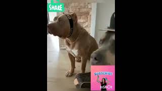 Pit bull dog lover 🤣🤣🤣🤣🤩🤣pitbulldogvideo [upl. by Drageruaeb]