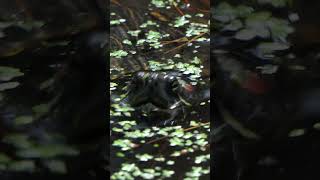 Redeared Slider eats Duckweed [upl. by Ahsii]