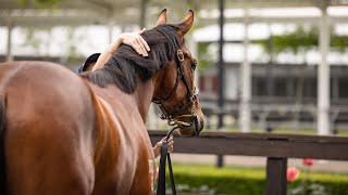 Inglis TV Preview 2024 Inglis Ready2Race Sale [upl. by Atsejam]